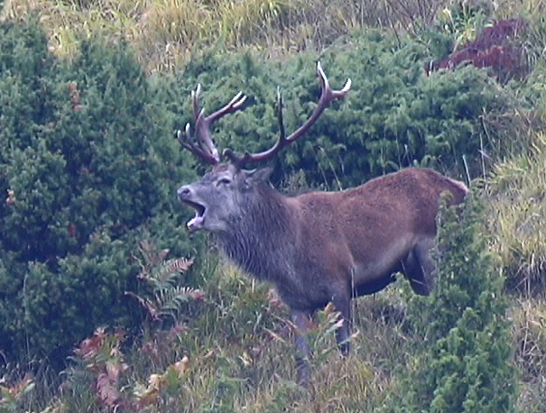 Strategie riproduttive del cervo (Cervus elaphus)